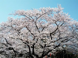 Cherry Blossom full tree